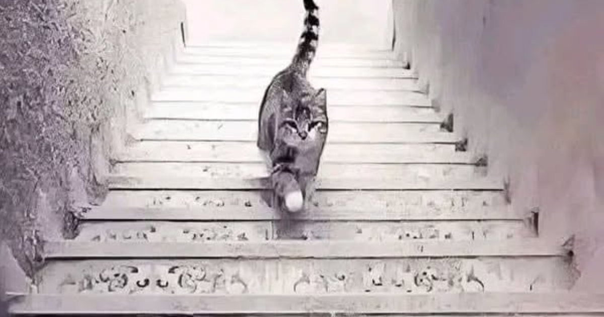 الصورة تحمل خدعة بصرية